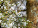 a branch of a fruit tree - gałązka drzewa owocowego